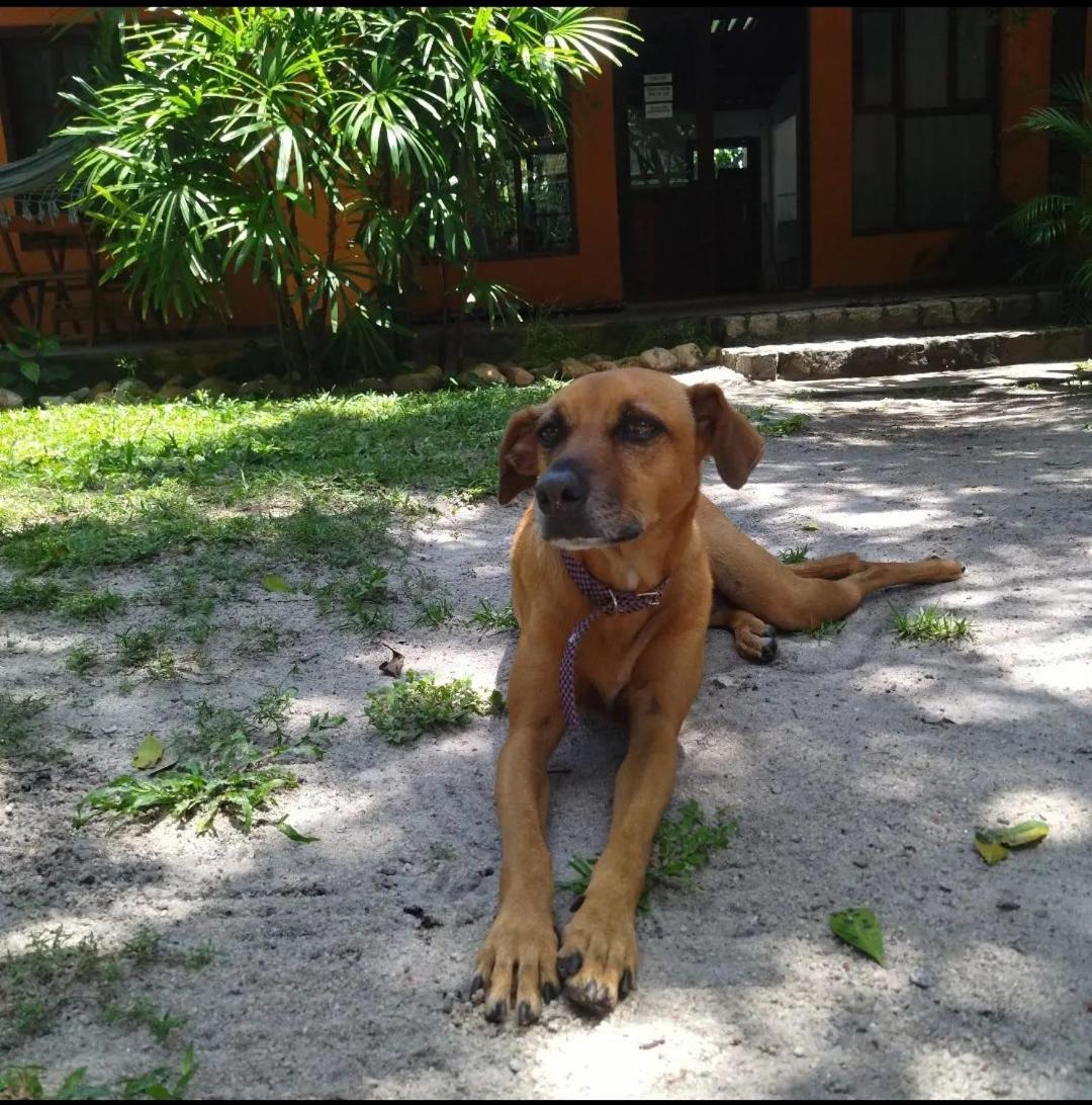 Oxe Uai Hostel Porto Seguro Zewnętrze zdjęcie